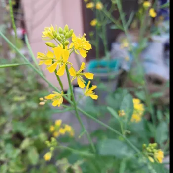 Pratibha Arya - Best Home Tutor in Kalyanpur, Kanpur