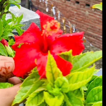 Prachi home tutor in Sarvodaya Nagar Kanpur